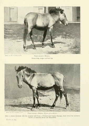 Reproducción/Reproduction 6358188129: British mammals...by Sir Harry Johnston. London,Hutchinson,1903