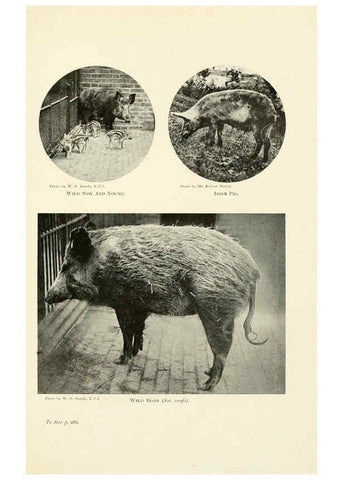 Reproducción/Reproduction 6358188425: British mammals...by Sir Harry Johnston. London,Hutchinson,1903