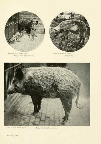 Reproducción/Reproduction 6358188425: British mammals...by Sir Harry Johnston. London,Hutchinson,1903