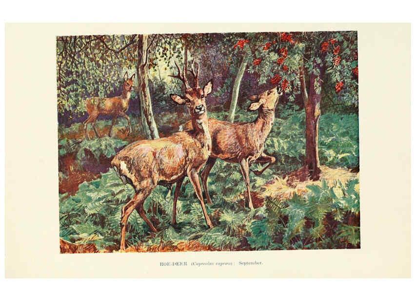 Reproducción/Reproduction 6358188677: British mammals...by Sir Harry Johnston. London,Hutchinson,1903