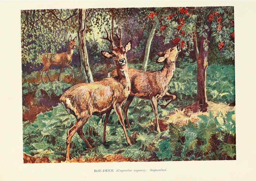 Reproducción/Reproduction 6358188677: British mammals...by Sir Harry Johnston. London,Hutchinson,1903