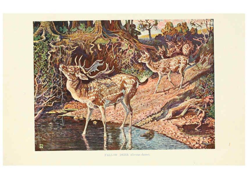 Reproducción/Reproduction 6358188947: British mammals...by Sir Harry Johnston. London,Hutchinson,1903