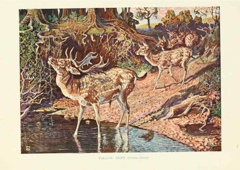 Reproducción/Reproduction 6358188947: British mammals...by Sir Harry Johnston. London,Hutchinson,1903