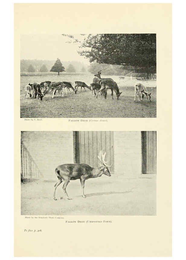 Reproducción/Reproduction 6358189273: British mammals...by Sir Harry Johnston. London,Hutchinson,1903