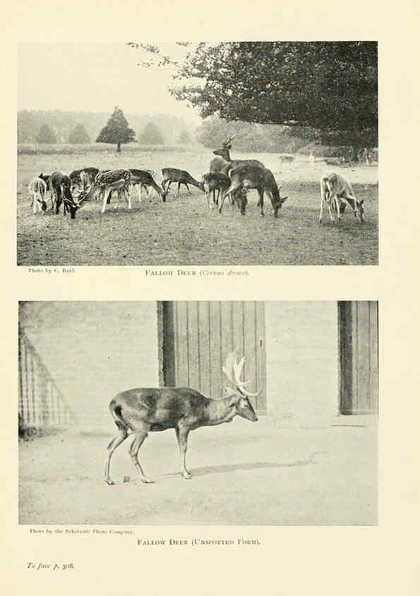 Reproducción/Reproduction 6358189273: British mammals...by Sir Harry Johnston. London,Hutchinson,1903