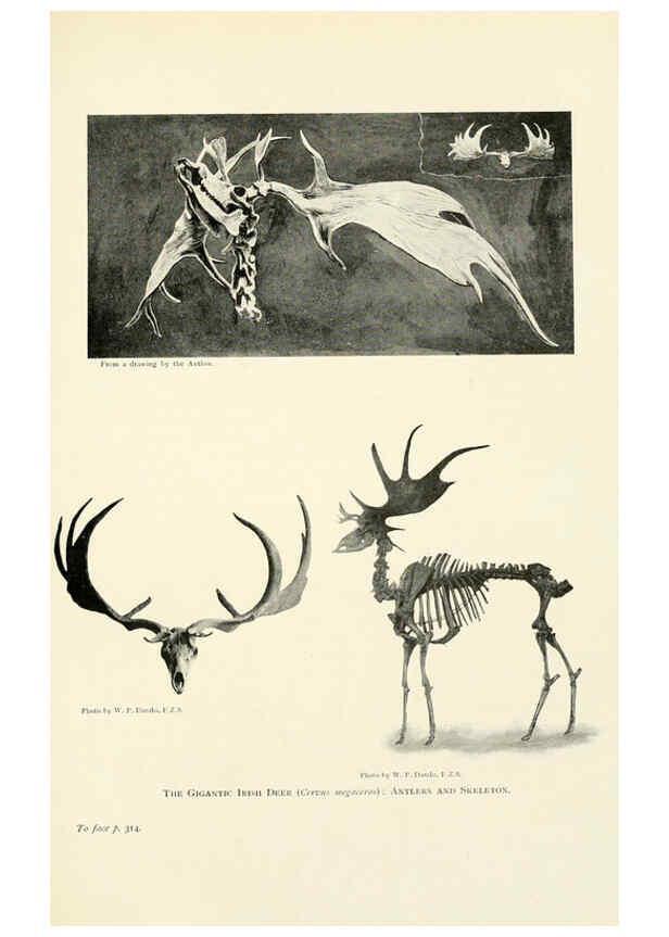 Reproducción/Reproduction 6358189585: British mammals...by Sir Harry Johnston. London,Hutchinson,1903