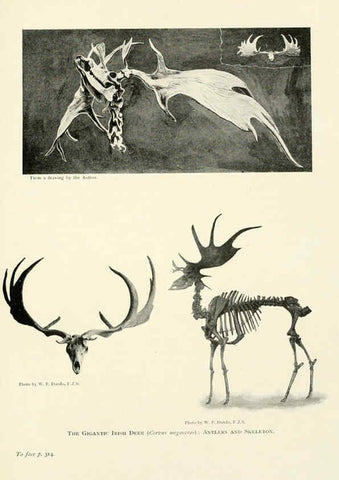 Reproducción/Reproduction 6358189585: British mammals...by Sir Harry Johnston. London,Hutchinson,1903