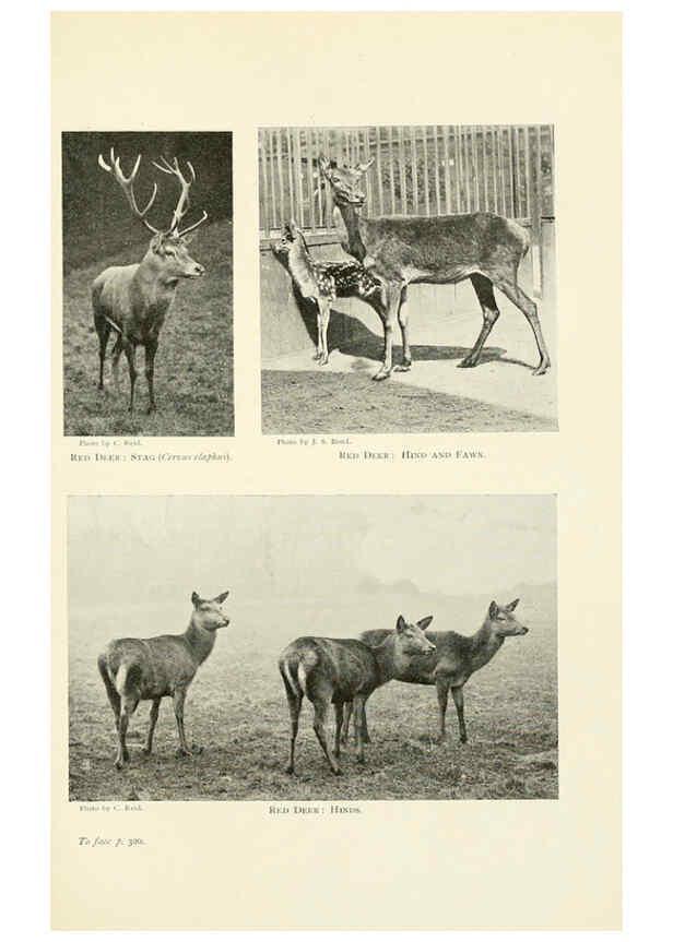 Reproducción/Reproduction 6358190027: British mammals...by Sir Harry Johnston. London,Hutchinson,1903