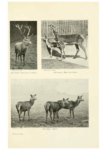 Reproducción/Reproduction 6358190027: British mammals...by Sir Harry Johnston. London,Hutchinson,1903