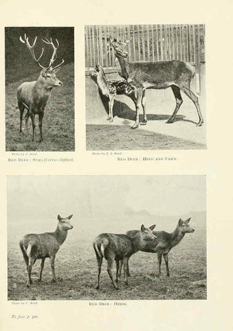 Reproducción/Reproduction 6358190027: British mammals...by Sir Harry Johnston. London,Hutchinson,1903