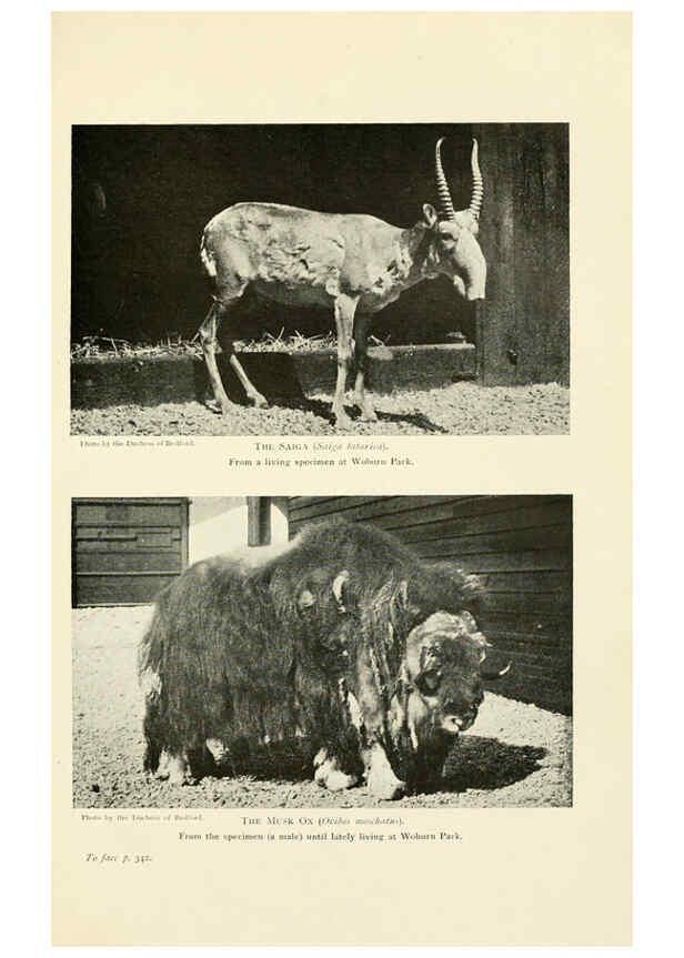 Reproducción/Reproduction 6358190323: British mammals...by Sir Harry Johnston. London,Hutchinson,1903
