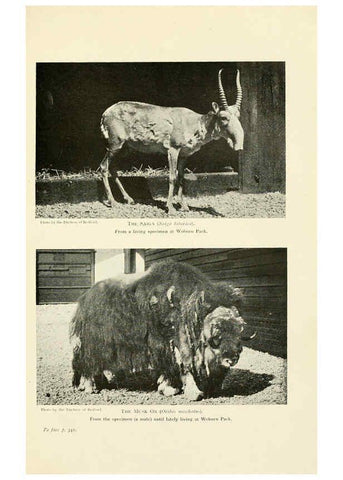 Reproducción/Reproduction 6358190323: British mammals...by Sir Harry Johnston. London,Hutchinson,1903