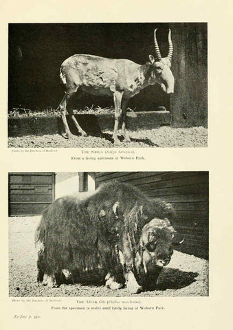 Reproducción/Reproduction 6358190323: British mammals...by Sir Harry Johnston. London,Hutchinson,1903