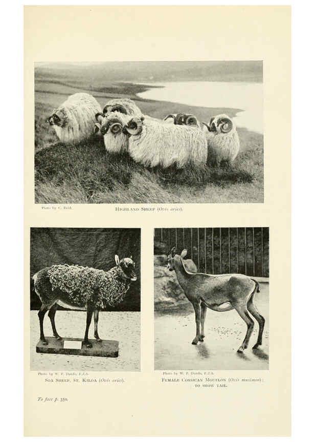 Reproducción/Reproduction 6358190609: British mammals...by Sir Harry Johnston. London,Hutchinson,1903