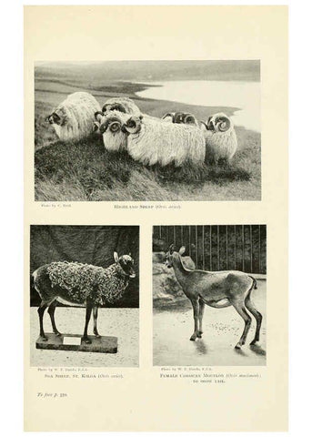 Reproducción/Reproduction 6358190609: British mammals...by Sir Harry Johnston. London,Hutchinson,1903