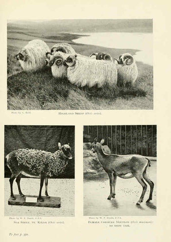 Reproducción/Reproduction 6358190609: British mammals...by Sir Harry Johnston. London,Hutchinson,1903