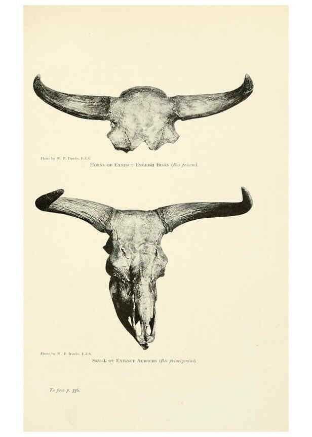 Reproducción/Reproduction 6358190883: British mammals...by Sir Harry Johnston. London,Hutchinson,1903