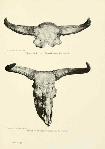 Reproducción/Reproduction 6358190883: British mammals...by Sir Harry Johnston. London,Hutchinson,1903