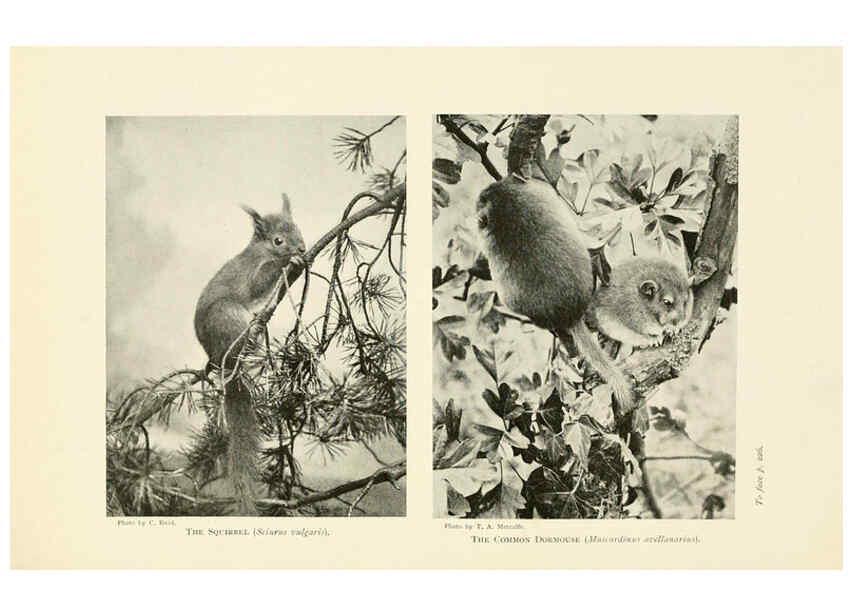 Reproducción/Reproduction 6358185951: British mammals...by Sir Harry Johnston. London,Hutchinson,1903