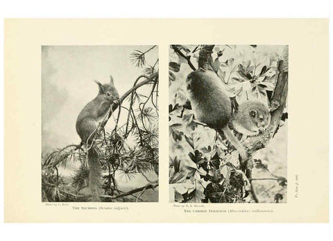 Reproducción/Reproduction 6358185951: British mammals...by Sir Harry Johnston. London,Hutchinson,1903