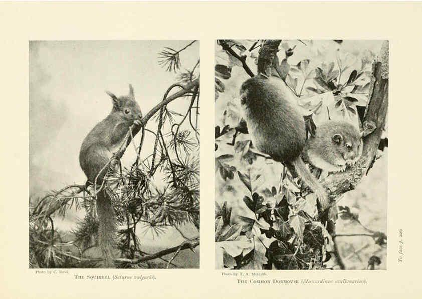 Reproducción/Reproduction 6358185951: British mammals...by Sir Harry Johnston. London,Hutchinson,1903