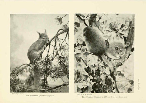 Reproducción/Reproduction 6358185951: British mammals...by Sir Harry Johnston. London,Hutchinson,1903
