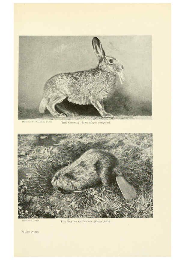 Reproducción/Reproduction 6358185679: British mammals...by Sir Harry Johnston. London,Hutchinson,1903