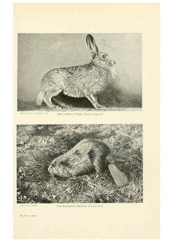 Reproducción/Reproduction 6358185679: British mammals...by Sir Harry Johnston. London,Hutchinson,1903