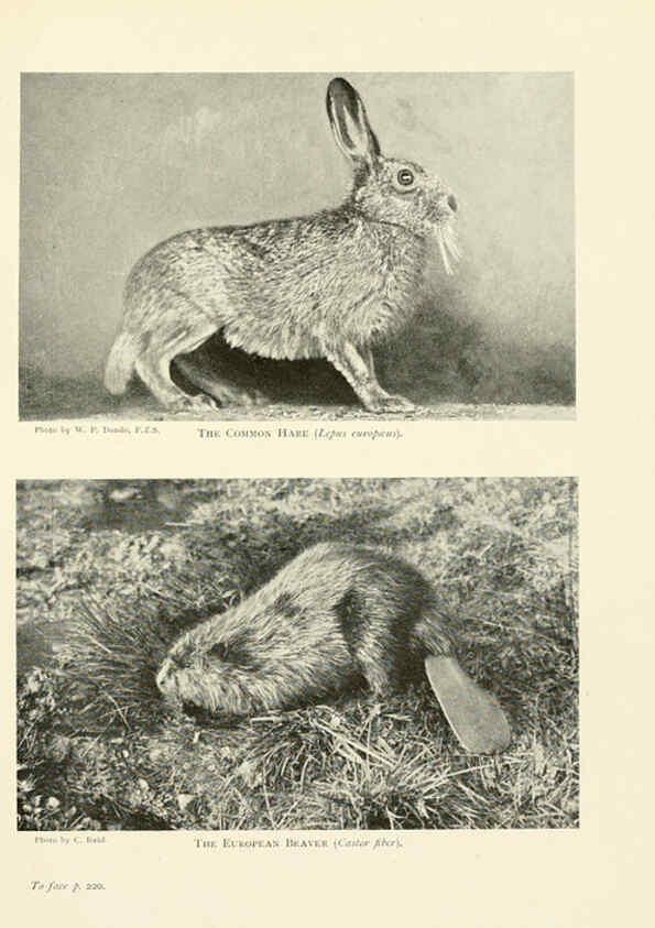 Reproducción/Reproduction 6358185679: British mammals...by Sir Harry Johnston. London,Hutchinson,1903
