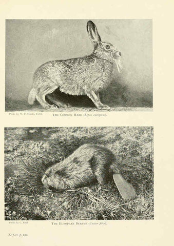 Reproducción/Reproduction 6358185679: British mammals...by Sir Harry Johnston. London,Hutchinson,1903