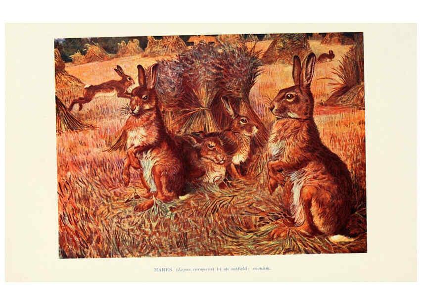 Reproducción/Reproduction 6358185395: British mammals...by Sir Harry Johnston. London,Hutchinson,1903