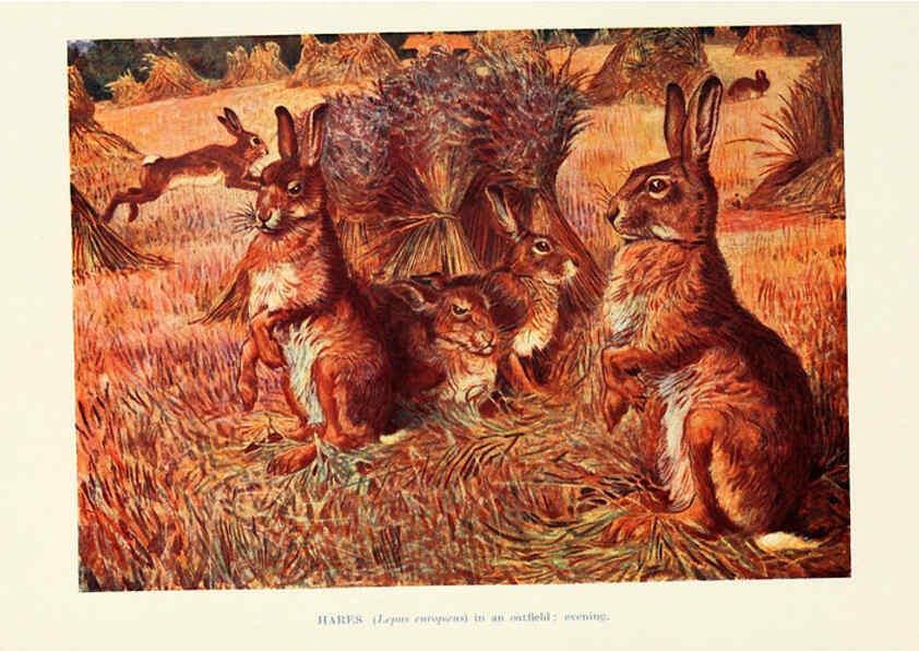 Reproducción/Reproduction 6358185395: British mammals...by Sir Harry Johnston. London,Hutchinson,1903
