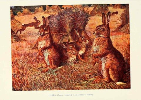 Reproducción/Reproduction 6358185395: British mammals...by Sir Harry Johnston. London,Hutchinson,1903