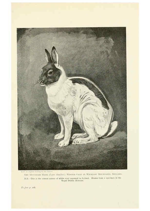 Reproducción/Reproduction 6358185107: British mammals...by Sir Harry Johnston. London,Hutchinson,1903