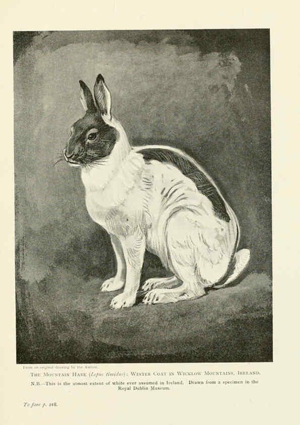 Reproducción/Reproduction 6358185107: British mammals...by Sir Harry Johnston. London,Hutchinson,1903
