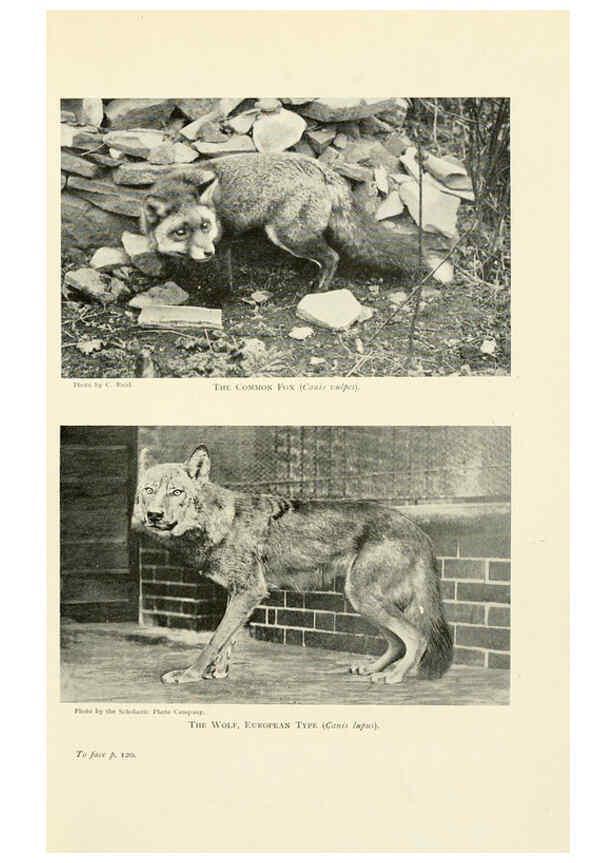 Reproducción/Reproduction 6358180443: British mammals...by Sir Harry Johnston. London,Hutchinson,1903