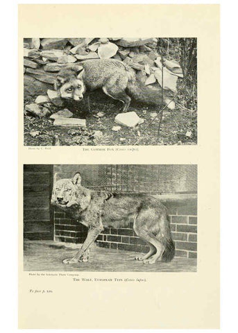 Reproducción/Reproduction 6358180443: British mammals...by Sir Harry Johnston. London,Hutchinson,1903