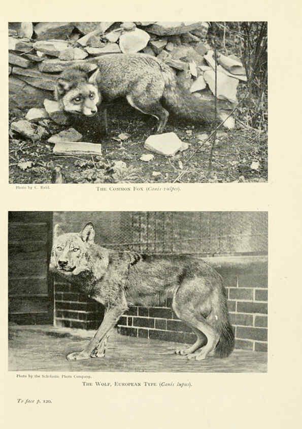Reproducción/Reproduction 6358180443: British mammals...by Sir Harry Johnston. London,Hutchinson,1903