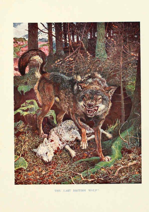 Reproducción/Reproduction 6358180767: British mammals...by Sir Harry Johnston. London,Hutchinson,1903