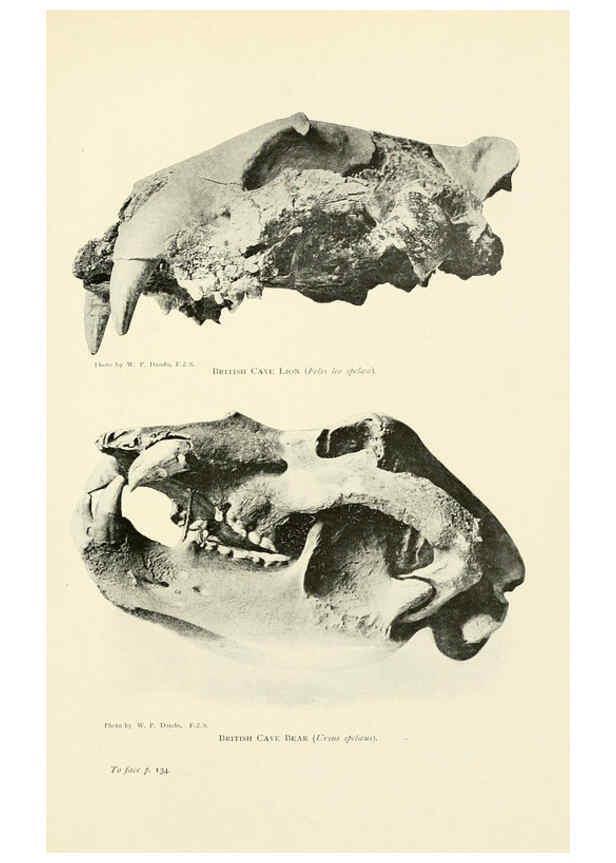 Reproducción/Reproduction 6358181051: British mammals...by Sir Harry Johnston. London,Hutchinson,1903
