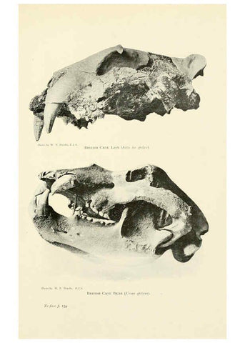 Reproducción/Reproduction 6358181051: British mammals...by Sir Harry Johnston. London,Hutchinson,1903