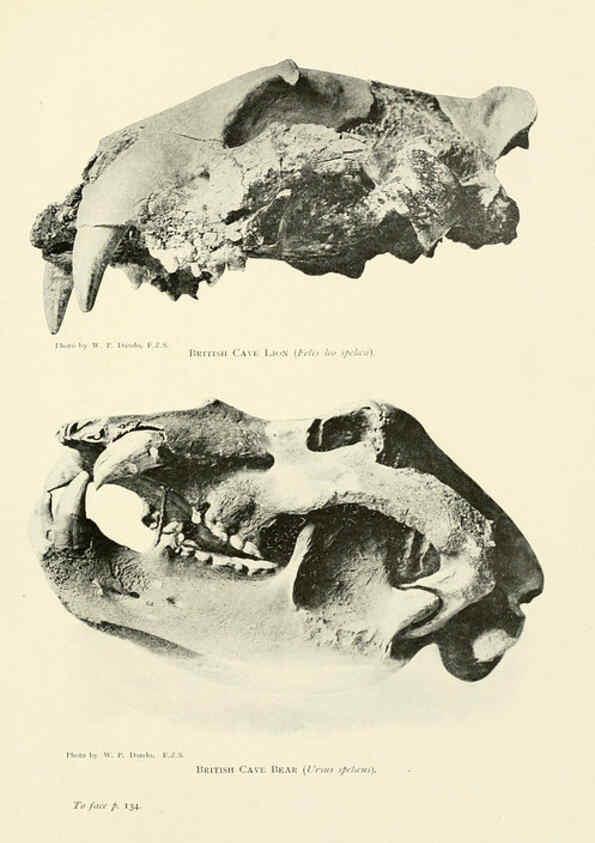 Reproducción/Reproduction 6358181051: British mammals...by Sir Harry Johnston. London,Hutchinson,1903