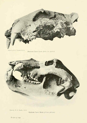 Reproducción/Reproduction 6358181051: British mammals...by Sir Harry Johnston. London,Hutchinson,1903