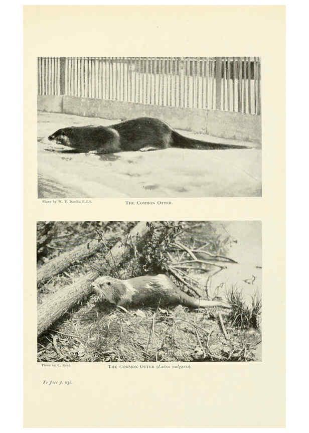 Reproducción/Reproduction 6358181301: British mammals...by Sir Harry Johnston. London,Hutchinson,1903