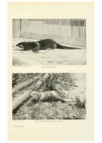 Reproducción/Reproduction 6358181301: British mammals...by Sir Harry Johnston. London,Hutchinson,1903
