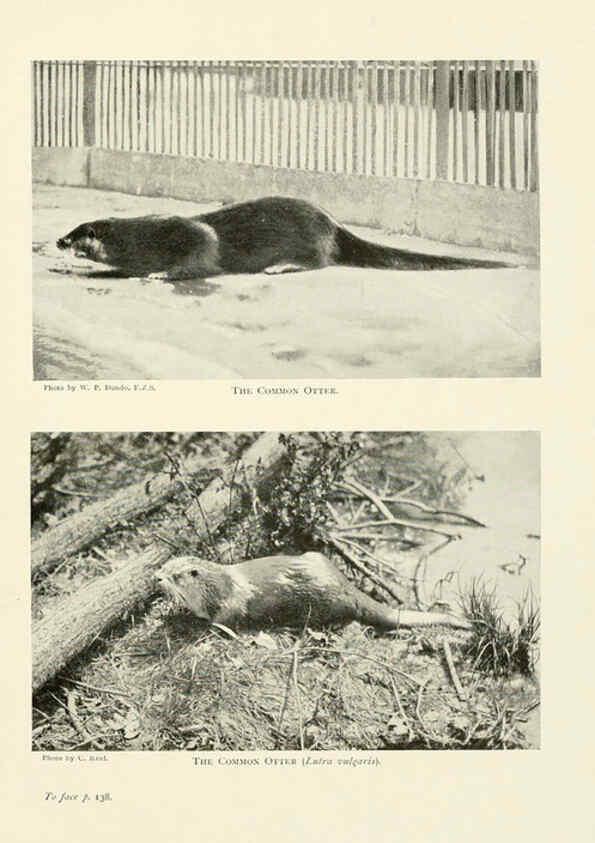 Reproducción/Reproduction 6358181301: British mammals...by Sir Harry Johnston. London,Hutchinson,1903