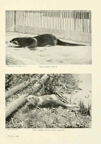 Reproducción/Reproduction 6358181301: British mammals...by Sir Harry Johnston. London,Hutchinson,1903
