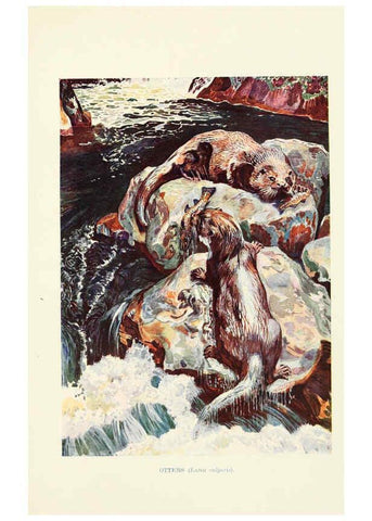 Reproducción/Reproduction 6358181711: British mammals...by Sir Harry Johnston. London,Hutchinson,1903