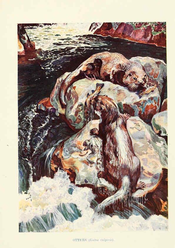 Reproducción/Reproduction 6358181711: British mammals...by Sir Harry Johnston. London,Hutchinson,1903