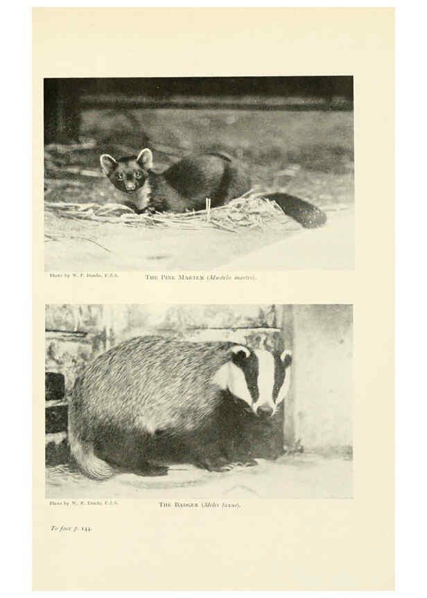 Reproducción/Reproduction 6358181957: British mammals...by Sir Harry Johnston. London,Hutchinson,1903